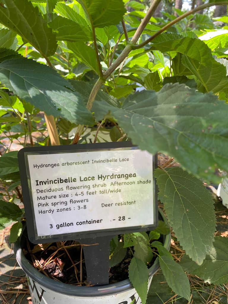 Invincibelle Lace® Hydrangea (Hydrangea arborescens) - image 2