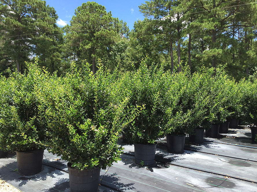 Wavy Leaf Ligustrum (Recurvifolium) - image 2