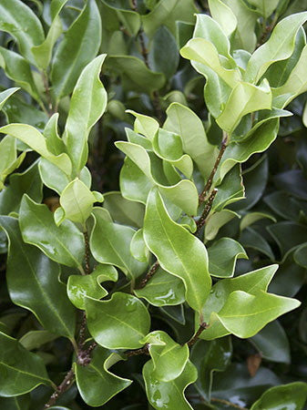 Wavy Leaf Ligustrum (Recurvifolium) - image 3
