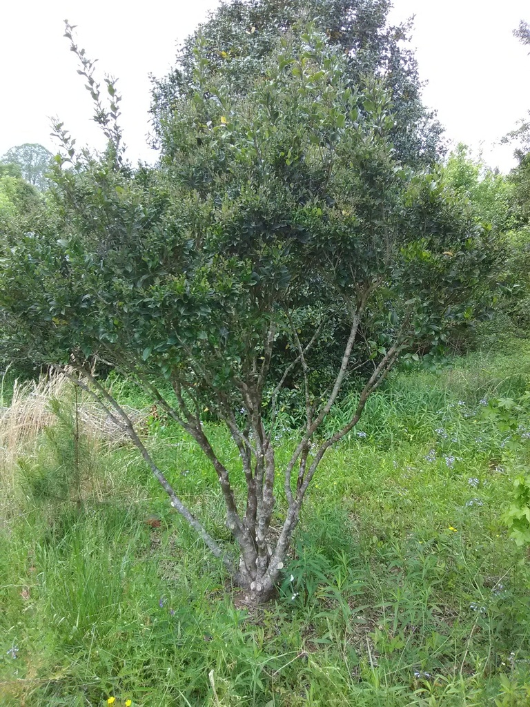 Wavy Leaf Ligustrum (Recurvifolium) - image 4