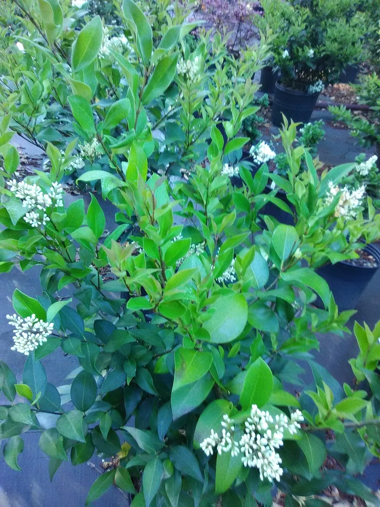 Wavy Leaf Ligustrum (Recurvifolium) - image 5