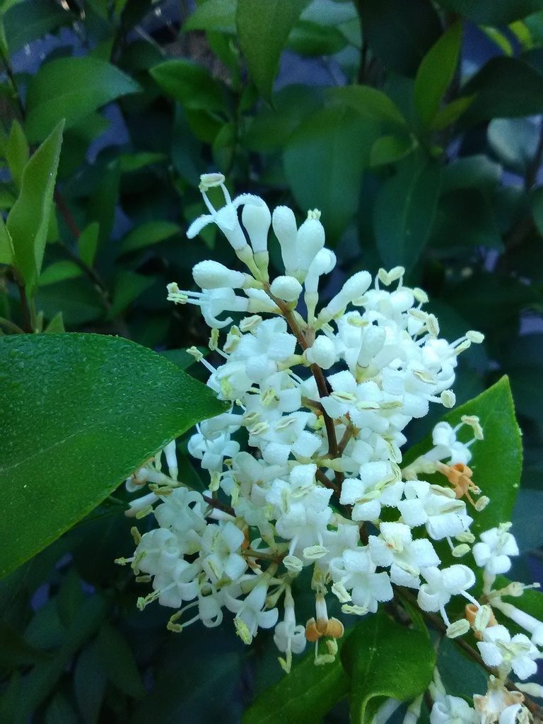 Wavy Leaf Ligustrum (Recurvifolium) - image 6
