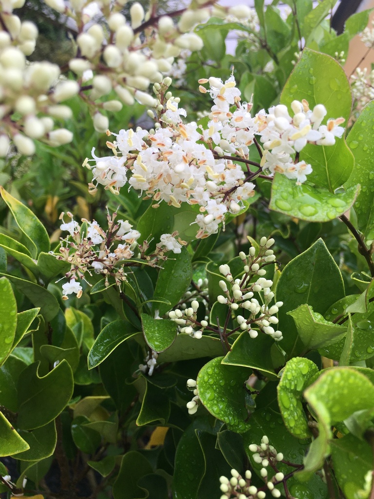Wavy Leaf Ligustrum (Recurvifolium) - image 7