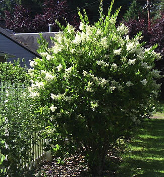Japanese Ligustrum (Japanese Privet) - Evergreen Shrub - image 2