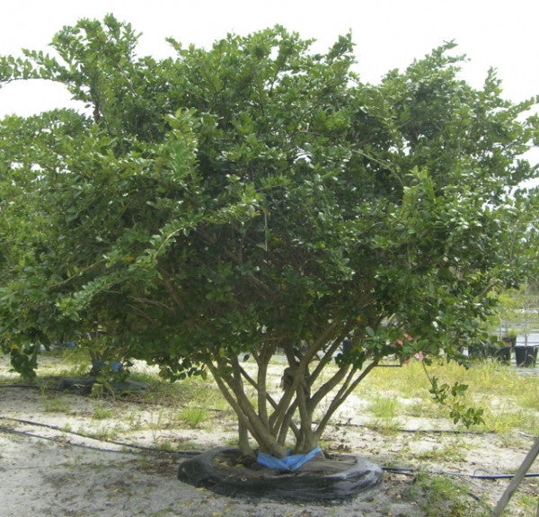 Japanese Ligustrum (Japanese Privet) - Evergreen Shrub - image 3