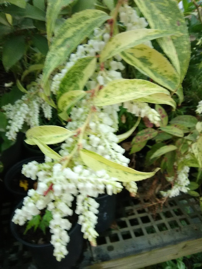 Rainbow Leucothoe | Leucothoe fontanesiana 'Rainbow' - image 2