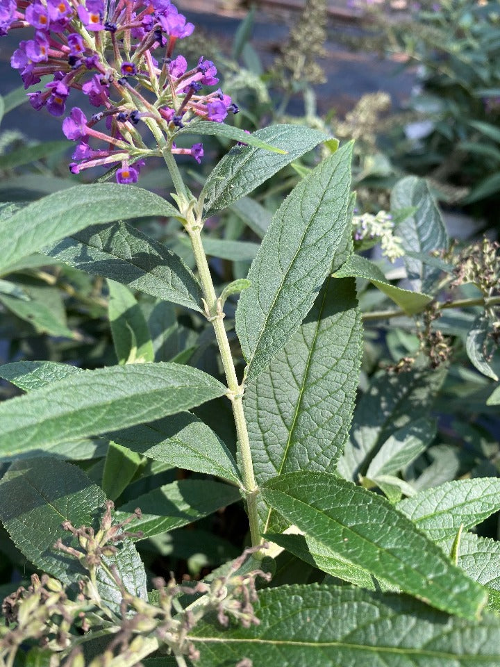 Lo & Behold Purple Haze Butterfly Bush (Buddleia) - image 2