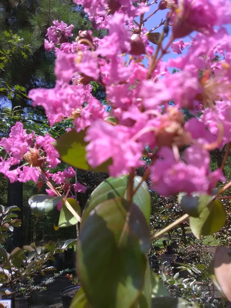 Muskogee Crape Myrtle - Lavender Flowering Tree - image 2