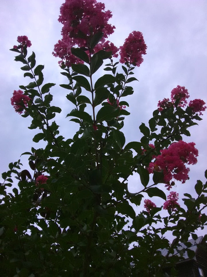 Tuscarora Crape Myrtle - Dark Coral Pink Flowering Tree - image 2