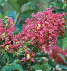 Tonto Crape Myrtle – Fuchsia Pink Summer Blooms - image 2