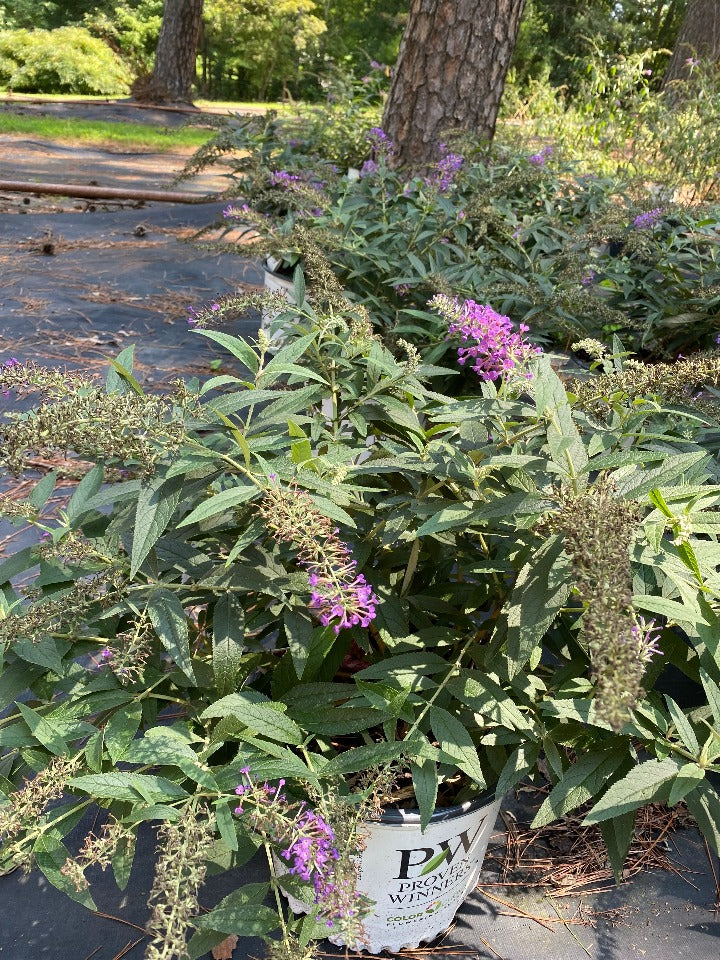 Lo & Behold Purple Haze Butterfly Bush (Buddleia) - image 3