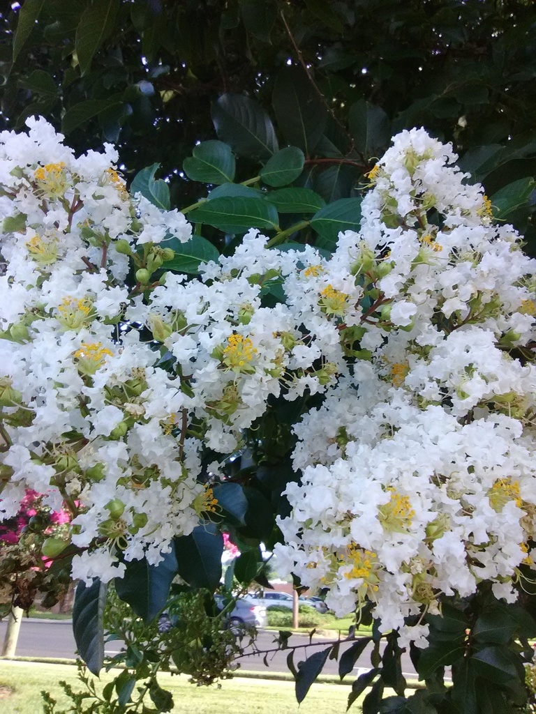 Natchez Crape Myrtle - White Flowering Tree - image 3