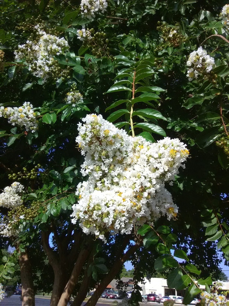 Natchez Crape Myrtle - White Flowering Tree - image 4