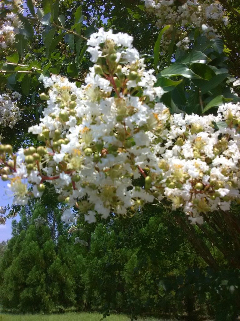 Natchez Crape Myrtle - White Flowering Tree - image 6