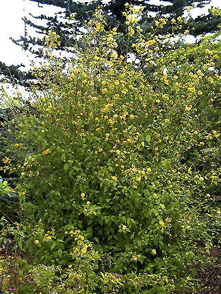 Double Flowering Kerria (Pleniflora) - Kerria japonica - image 2