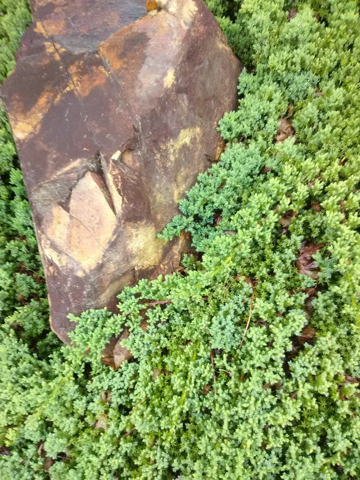Dwarf Japanese Garden Juniper (Juniperus procumbens 'Nana') - image 2