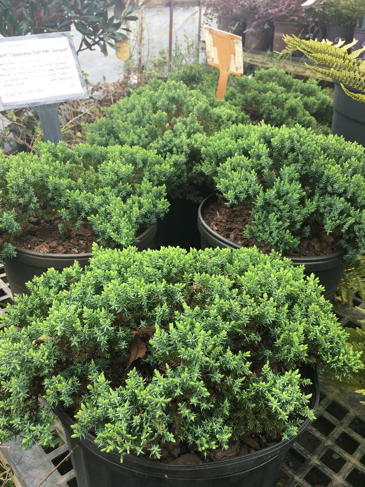 Dwarf Japanese Garden Juniper (Juniperus procumbens 'Nana') - image 3