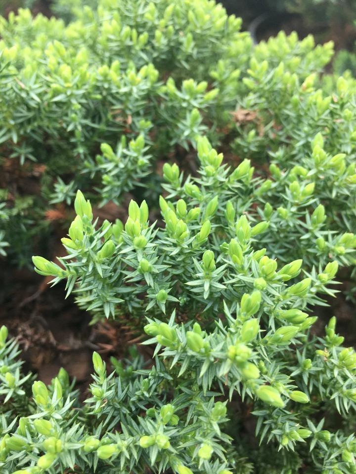 Dwarf Japanese Garden Juniper (Juniperus procumbens 'Nana') - image 4