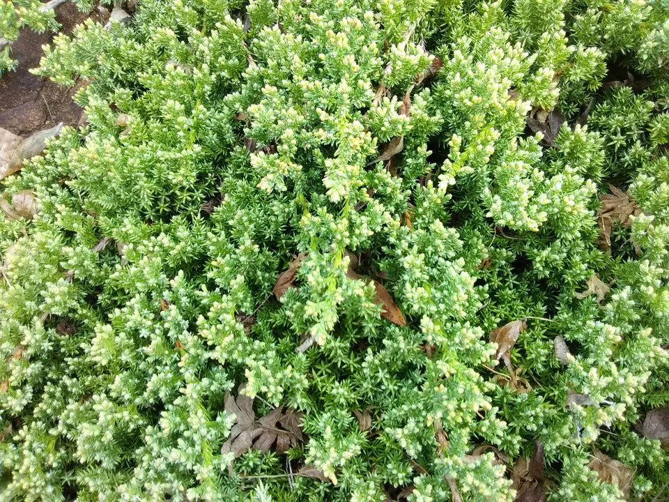 Dwarf Japanese Garden Juniper (Juniperus procumbens 'Nana') - image 5