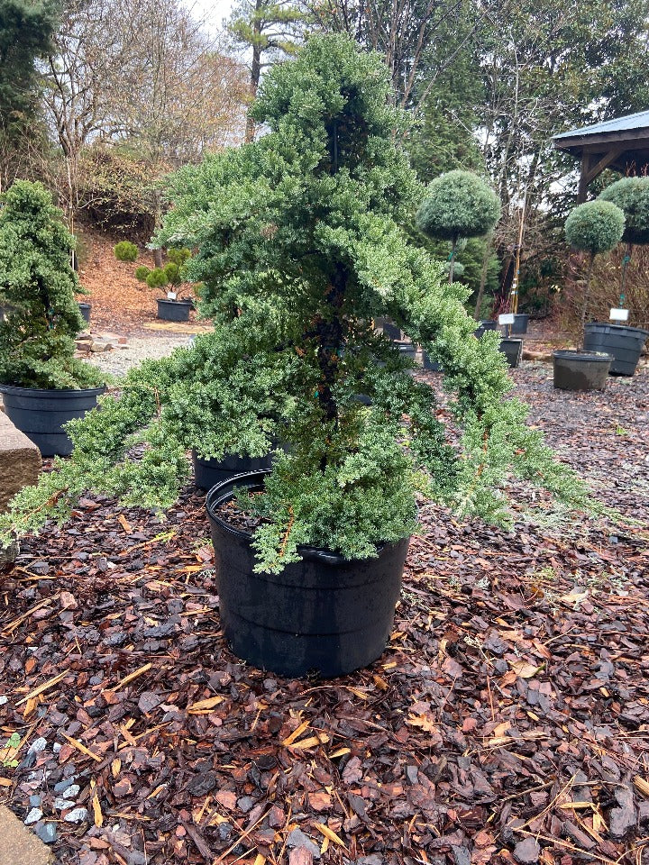 Dwarf Japanese Garden Juniper (Juniperus procumbens 'Nana') - image 6
