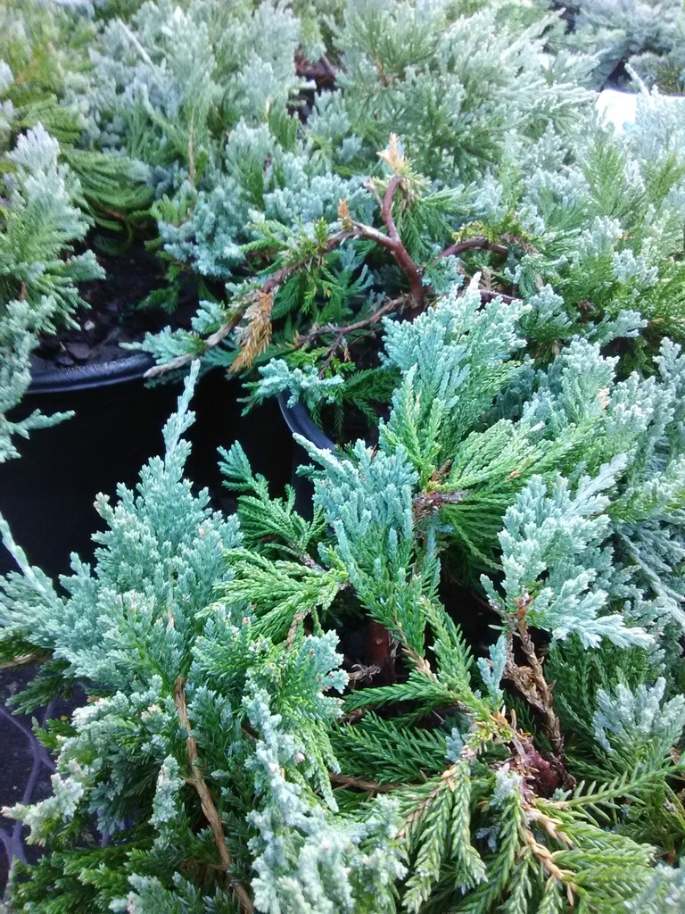 Blue Rug Juniper (Juniperus horizontalis 'Wiltonii') - image 2