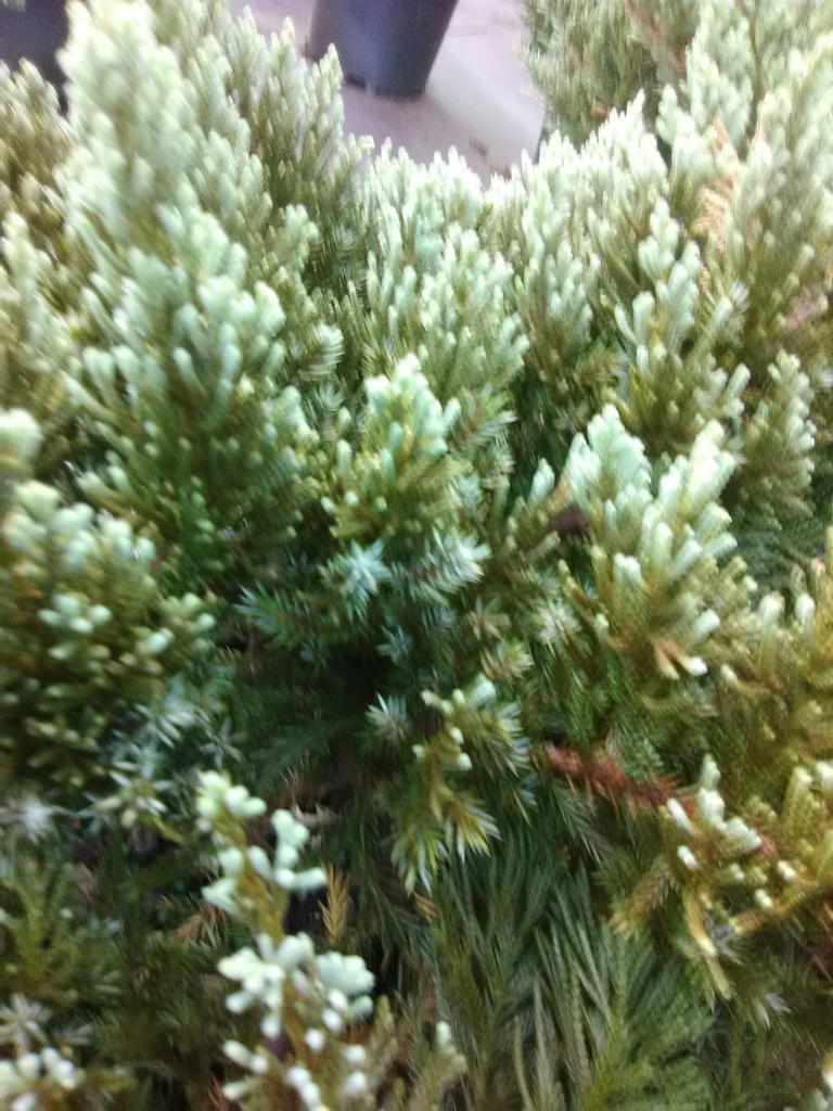 Andorra Juniper (Youngstown Compact) - image 2