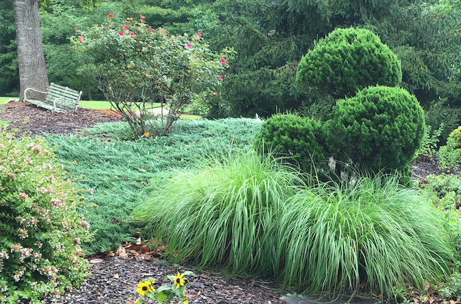 Bar Harbor Juniper - Spreading Evergreen Groundcover - image 2