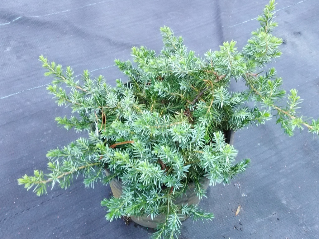 Blue Pacific Juniper – Fast-Spreading Evergreen Ground Cover - image 2