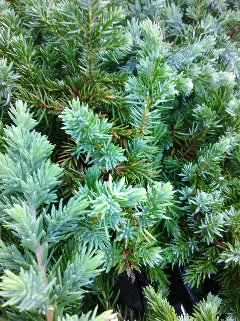 Blue Pacific Juniper – Fast-Spreading Evergreen Ground Cover - image 3