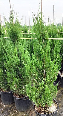 Spartan Juniper - Juniperus chinensis 'Spartan' - image 2