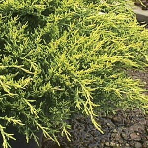 Gold Tip Pfitzer Juniper | Juniperus chinensis 'Pfitzeriana Aurea' - image 2