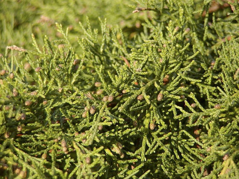 Gold Tip Pfitzer Juniper | Juniperus chinensis 'Pfitzeriana Aurea' - image 3