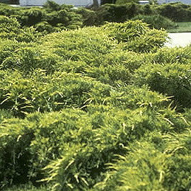 Gold Tip Pfitzer Juniper | Juniperus chinensis 'Pfitzeriana Aurea' - image 4