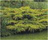 Gold Tip Pfitzer Juniper | Juniperus chinensis 'Pfitzeriana Aurea' - image 5