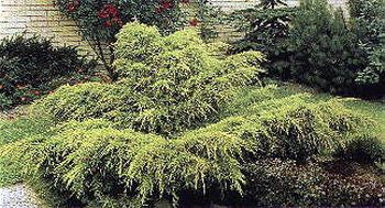 Gold Tip Pfitzer Juniper | Juniperus chinensis 'Pfitzeriana Aurea' - image 6