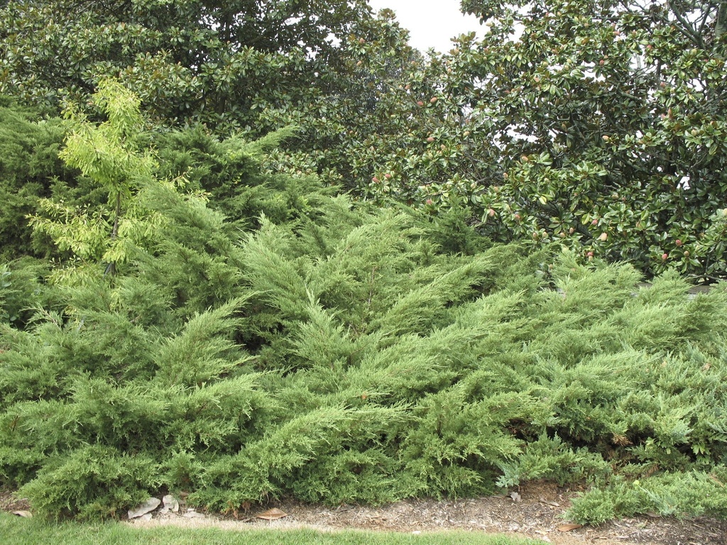 Pfitzer Juniper – Juniperus chinensis 'Pfitzeriana' - image 2