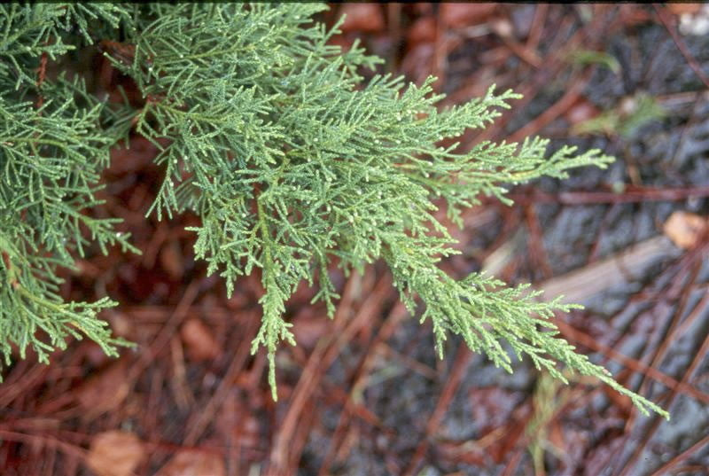 Pfitzer Juniper – Juniperus chinensis 'Pfitzeriana' - image 3