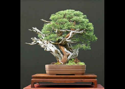 Pfitzer Juniper – Juniperus chinensis 'Pfitzeriana' - image 4