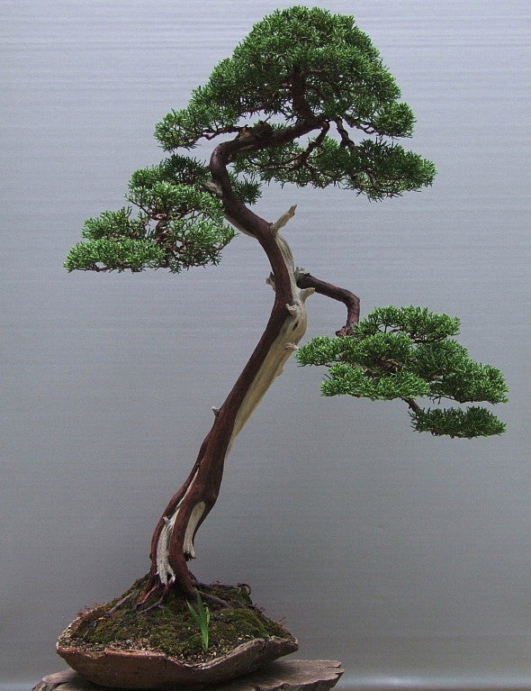 Pfitzer Juniper – Juniperus chinensis 'Pfitzeriana' - image 5
