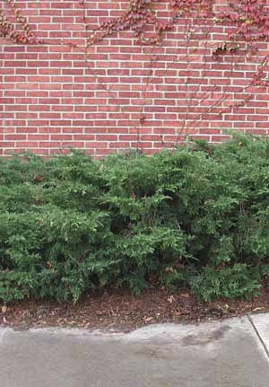 Pfitzer Juniper – Juniperus chinensis 'Pfitzeriana' - image 6