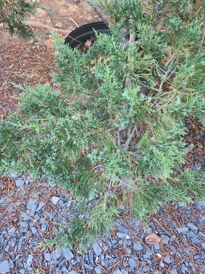 Nick's Compact Juniper | Juniperus chinensis 'Nick's Compacta' - image 2