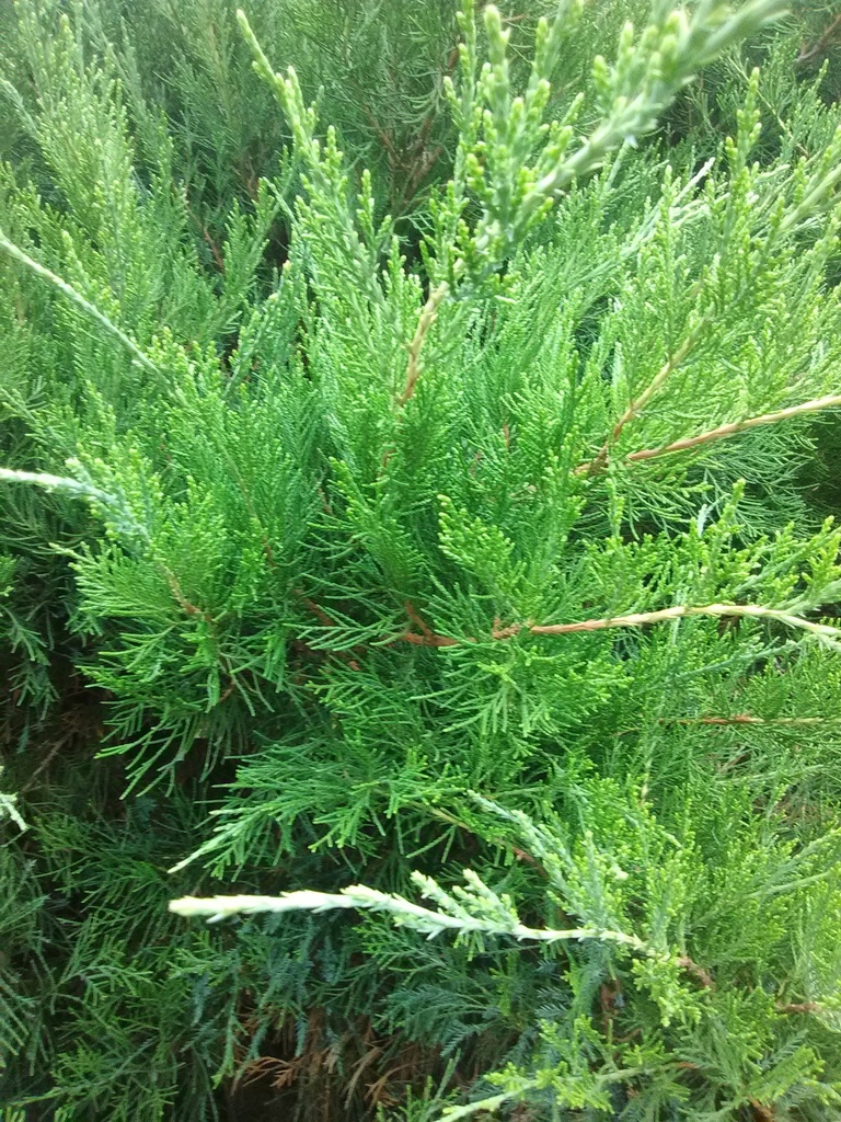 Mint Julep Juniper – Juniperus chinensis 'Mint Julep' - image 2