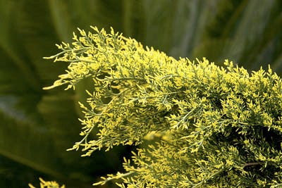 Gold Coast Juniper - Golden Evergreen Shrub - image 2