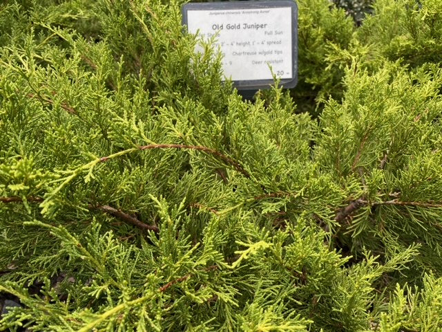 Old Gold Juniper – Juniperus chinensis 'Armstrong Aurea' - image 2