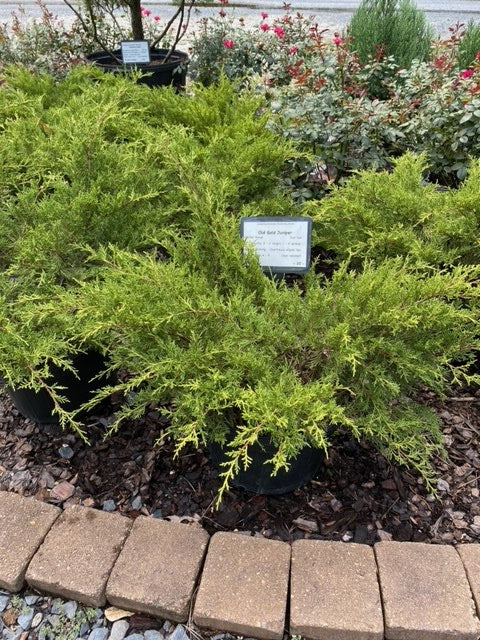 Old Gold Juniper – Juniperus chinensis 'Armstrong Aurea' - image 3
