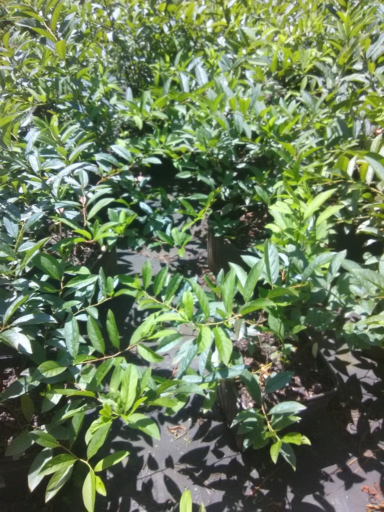Itea 'Henry's Garnet' - Virginia Sweetspire - image 2