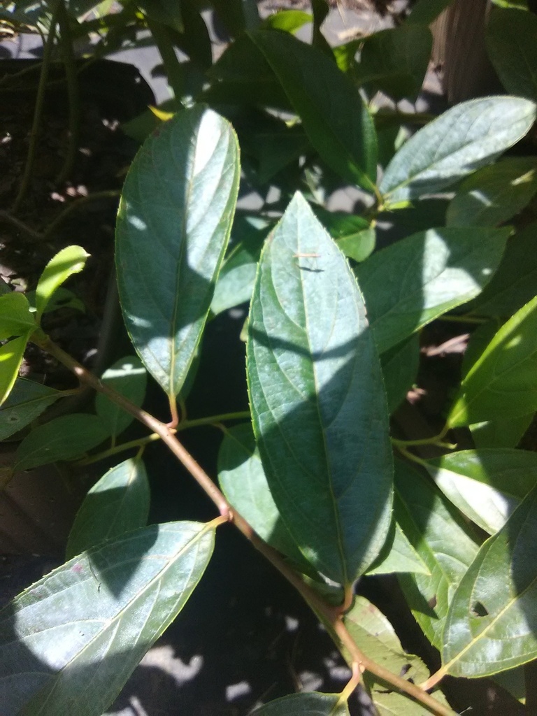 Itea 'Henry's Garnet' - Virginia Sweetspire - image 3