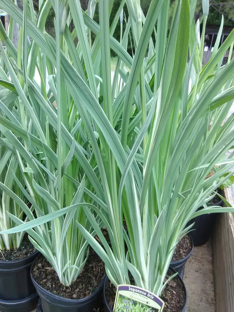 Japanese Variegated Iris (Iris ensata 'Variegata') - image 2
