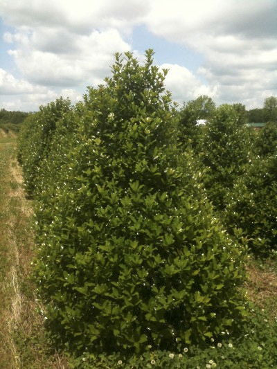 Robin Holly - Ilex 'Robin' | Evergreen Shrub & Tree Form - image 2