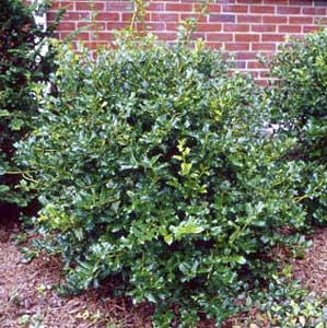 China Girl Holly - Ilex x meserveae 'China Girl' - image 2